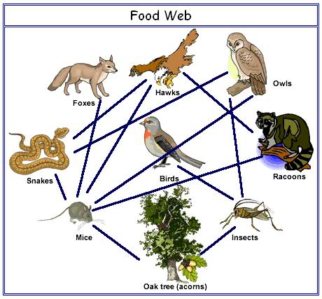 rainforest food web animals temperate consumers tropical canyon grand chain owl primary burrowing tertiary grassland secondary prey other trip producers